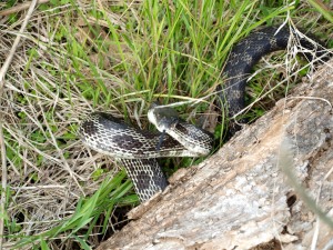 Rat snake saying hello. Photo: Bill Halliday 