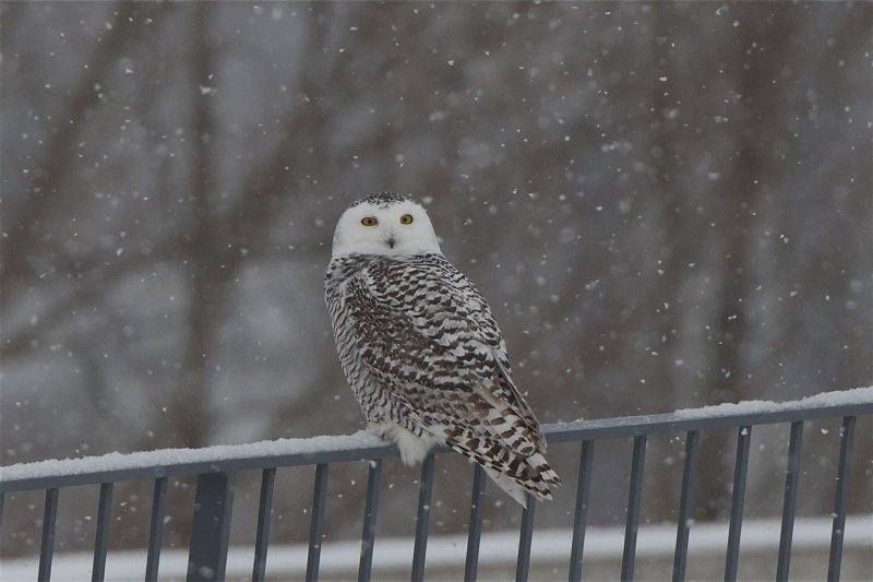 Snowy Owl, photographed by Mark Gawn at the Canadian War Museum