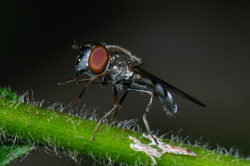 Female Platycheirus obscurus, photographed by Andrew Young