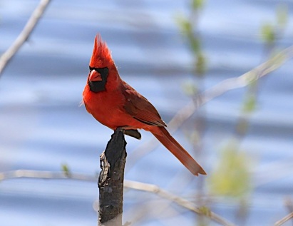 Northern cardinal (Cardinalis cardinalis), Mud Lake, May 2014