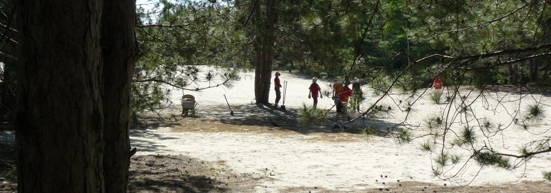 Orleans scout troop helping to restore the dune.