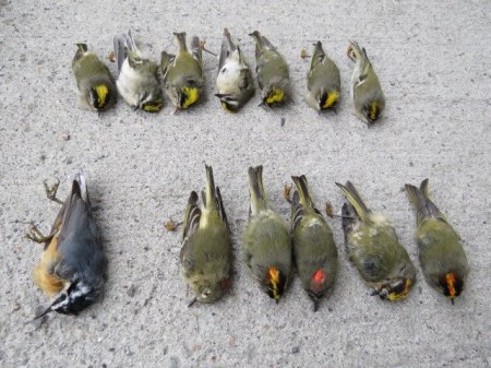 These 13 migrating birds flew into a glass building in Kanata this morning. No one likes looking at dead birds. Let's support F.L.A.P. and see if we can prevent this.