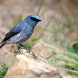 Dull-blue flycatcher (Aruna Seneviratne)