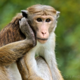 Toque macaque (Norbert Righetto)