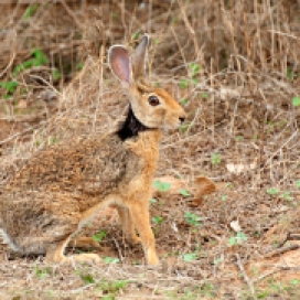 Black-naped hare (Walk The Wilderness)