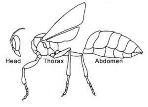 Basic insect anatomy (Google)