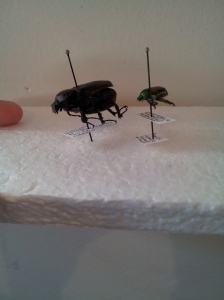 Order Coleoptera
