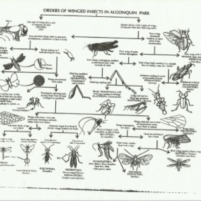 Orders of Winged Insects in Algonquin Park