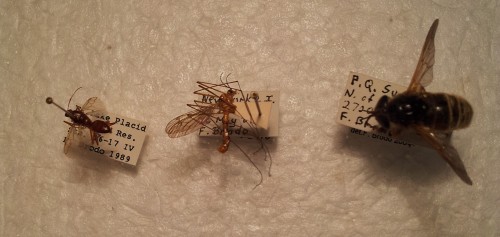 Hemiptera and Two Diptera (Left to Right)