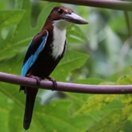 White-breasted Kingfisher (Mike Pope)