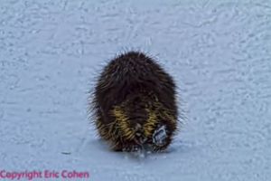 Porcupine ambling down the trail