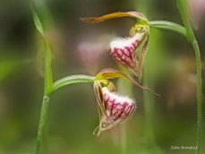 Bromfield - Ram's Head Lady's Slipper Orchid (Cypripedium arietinum)