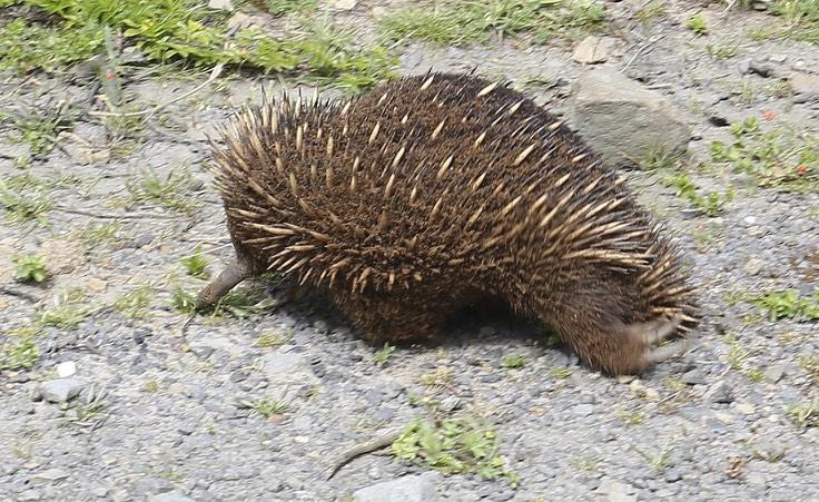 The short-nosed echidna photographed by Alexander Skevington.