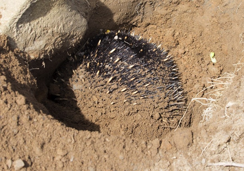 The echidna burying itself in the sand. Photo by Alexander Skevington.