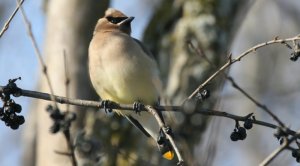 Cedar Waxwing photographed by Roy John
