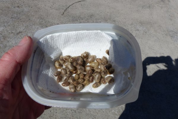 Mason Bee cocoons that have been stored in a refrigerator over the winter. Now that the weather is warming (end of April), it's time to return them to a more natural location.