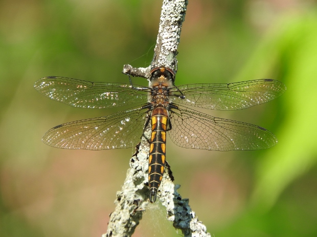 Spiny Baskettail dragonfly photographed by Gillian Mastromatteo