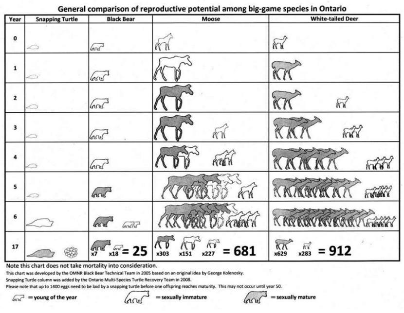 A comparison of the reproductive pattern of some commonly hunted wild mammals with that of Snapping Turtles.