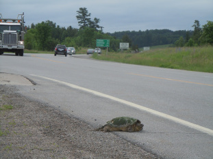 An increase of only 0.1% in the annual mortality rate of 15+ year old Snapping Turtles would halve the number of adults in the local population in less than 20 years. Source: Management Plan for the Snapping Turtle (Chelydra serpentina) in Canada